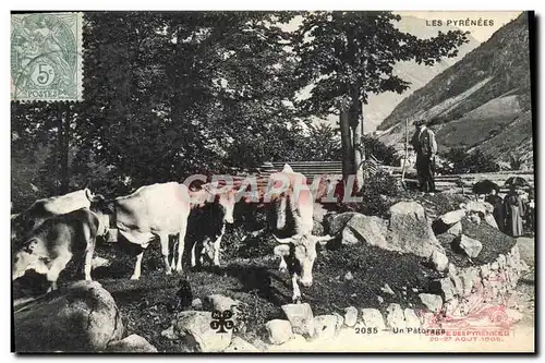 Cartes postales Folklore Pyrenees Un paturage Vaches
