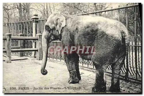 Cartes postales Elephant Paris Jardin des Plantes L&#39elephant