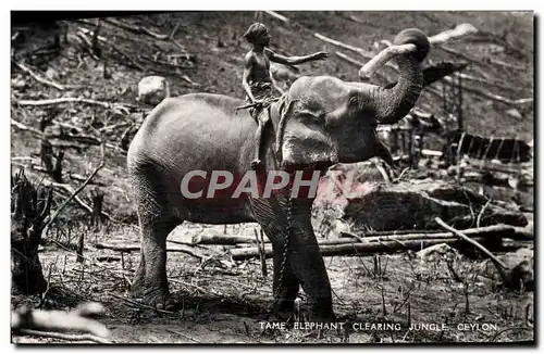 Ansichtskarte AK Elephant clearing jungle Ceylon Sri Lanka