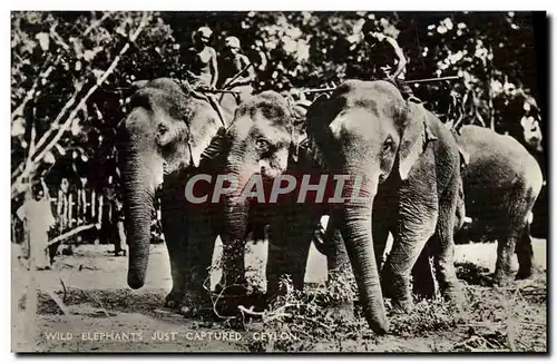 Cartes postales Elephant Wild elephants just Captured Ceylon