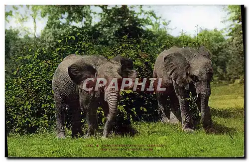 Cartes postales Elephant New York zoological parl Zoo