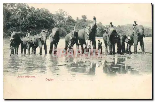 Ansichtskarte AK Elephant Ceylon Elephants