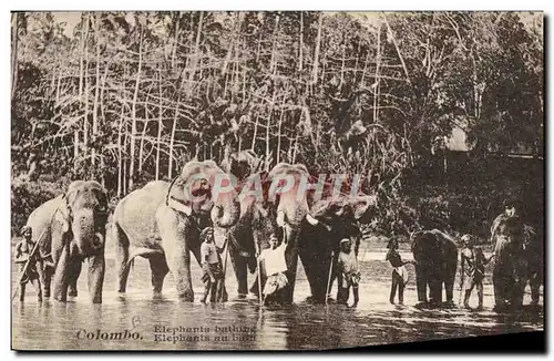 Ansichtskarte AK Elephant Colombo Elephants au bain