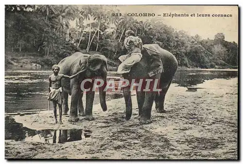 Cartes postales Elephant Colombo Elephants et leurs cornacs