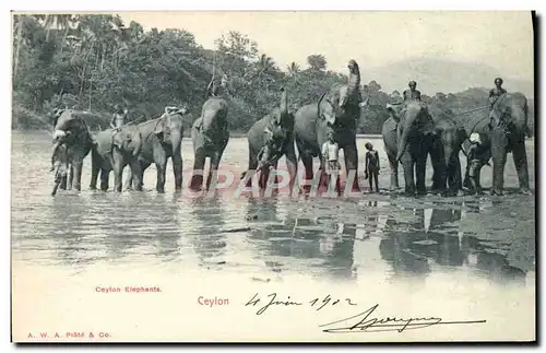 Cartes postales Elephant Celon Elephants