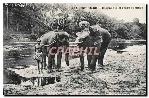 Ansichtskarte AK Elephant Colombo Elephants et leurs cornacs