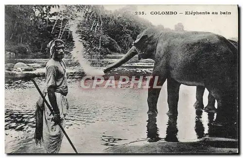 Ansichtskarte AK Elephant Colombo Elephants au bain