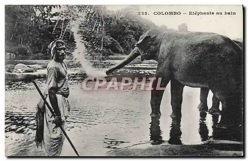 Cartes postales Elephant Colombo Elephants au bain