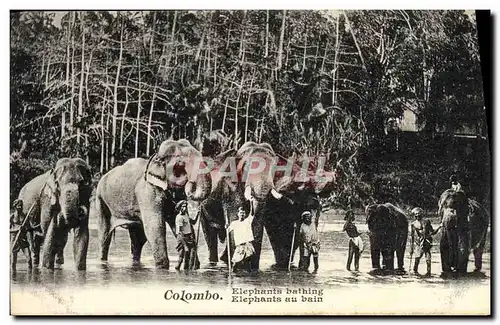 Ansichtskarte AK Elephant Elephants au bain Colombo