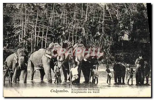 Cartes postales Elephant Elephants au bain Colombo