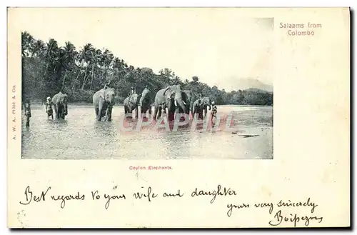 Ansichtskarte AK Elephant Ceylon Elephants