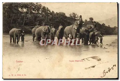 Cartes postales Elephant Ceylon