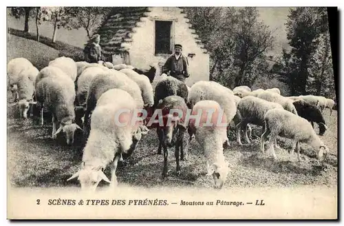 Ansichtskarte AK Pyrenees Moutons en paturage