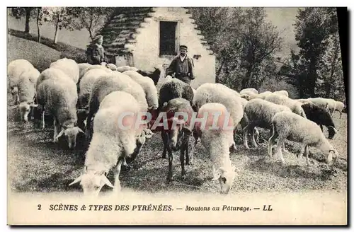 Cartes postales Pyrenees Moutons en paturage