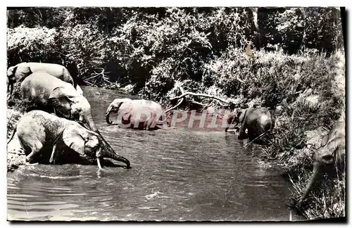 Cartes postales moderne Elephant Troupeau d&#39elephants au bain Faune africaine