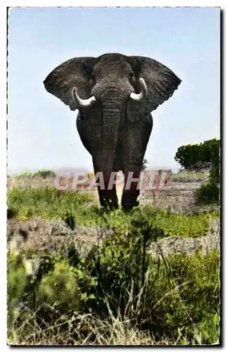 Cartes postales moderne Elephant pret a charger Faune africaine