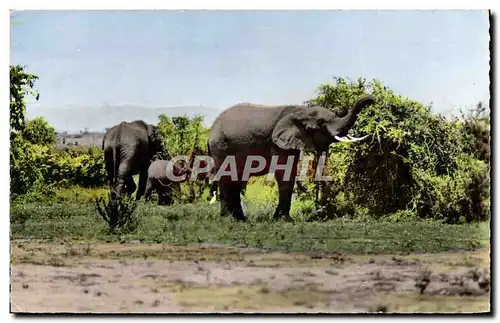 Moderne Karte Faune africaine Elephants