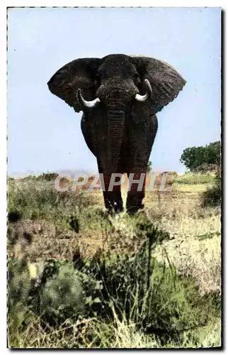 Cartes postales moderne Faune africaine Elephant pret a charger