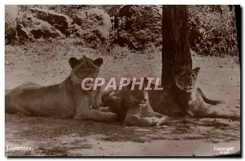 Cartes postales Lion lionnes