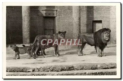 Cartes postales Tierpark Hellabrunn Lion