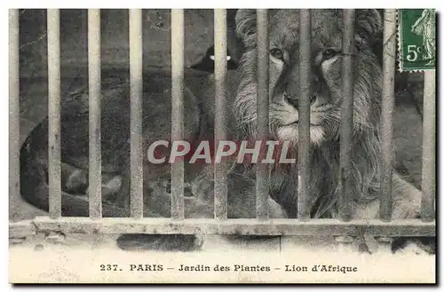 Cartes postales Paris Jardin des plantes Lion d&#39Afrique