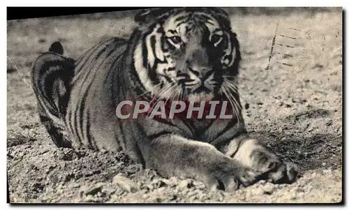 Cartes postales Tigre du Bengale Zoo Vincennes