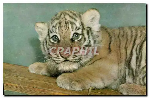 Cartes postales Jeune Tigre