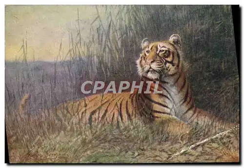 Cartes postales Tigre