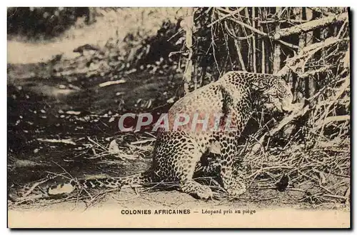 Ansichtskarte AK Colonies africaines Leopard dans la neige