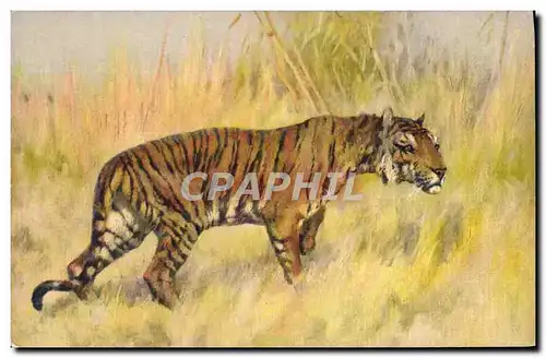 Cartes postales Tigre