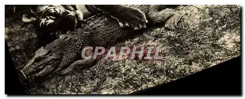 CARTE PHOTO Tigre Caiman Alligator Crocodile