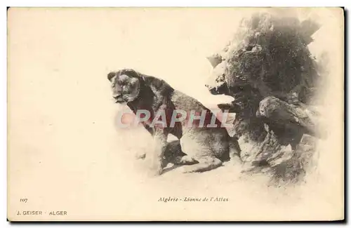 Cartes postales Lionne de l&#39Atlas