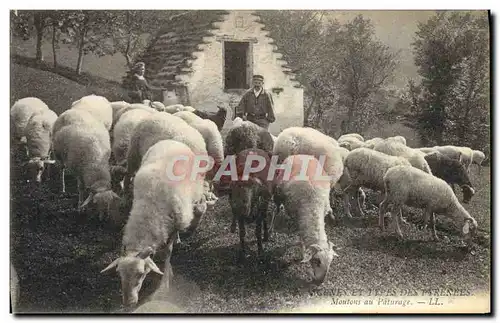 Ansichtskarte AK Folklore Pyrenees Moutons au paturage