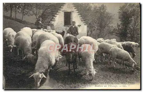 Cartes postales Folklore Pyrenees Moutons au paturage
