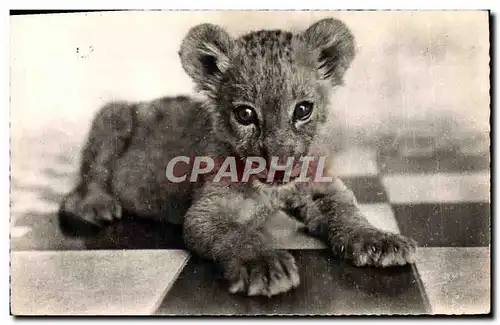 Cartes postales moderne Le petit Lion