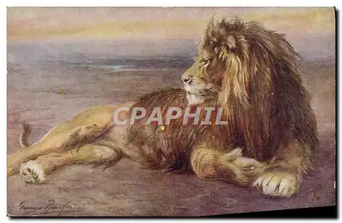 Cartes postales Lion