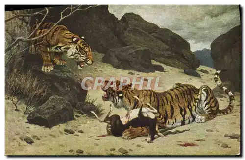 Cartes postales Tigres Tigre G Rotig Salon de Paris