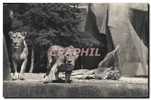 Cartes postales moderne Lion et lionnes sur leur plateau Parc zoologique du Bois de Vincennes Paris