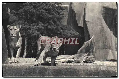 Moderne Karte Lion et lionnes sur leur plateau Parc zoologique du Bois de Vincennes Paris