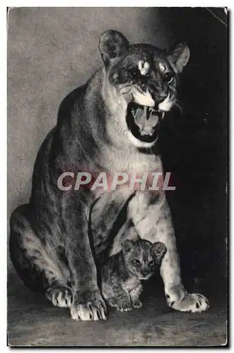 Moderne Karte Lion Une lionne et son petit Parc zoologique du Bois de Vincennes Paris