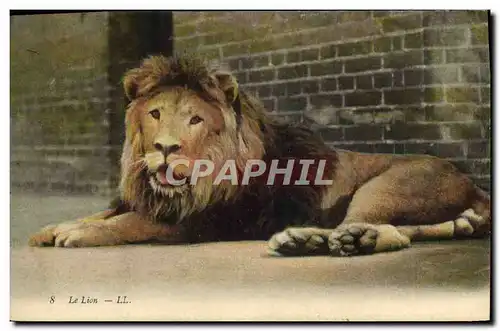 Cartes postales Lion