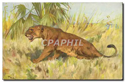 Cartes postales Lion Lionne