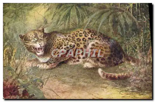 Cartes postales Leopard