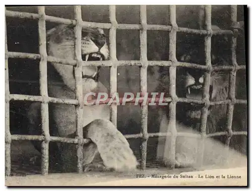 Ansichtskarte AK Lion Menagerie du sultan Le lion et la lionne