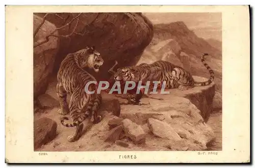 Cartes postales Tigre Tigres