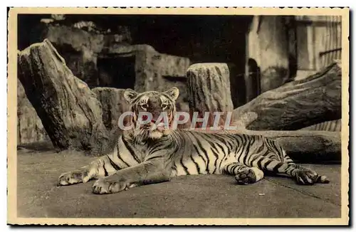 Cartes postales Anvers Jardon zoologique Tigre