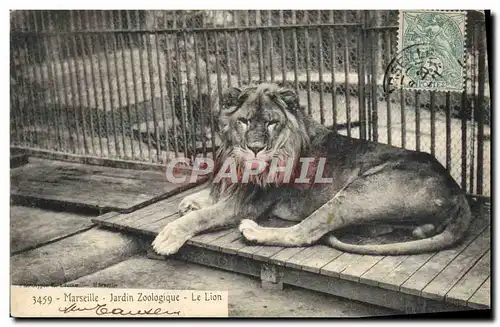 Ansichtskarte AK Lion Marseille Jardin zoologique