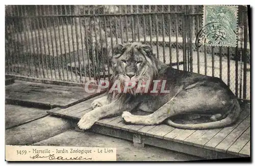 Cartes postales Lion Marseille Jardin zoologique