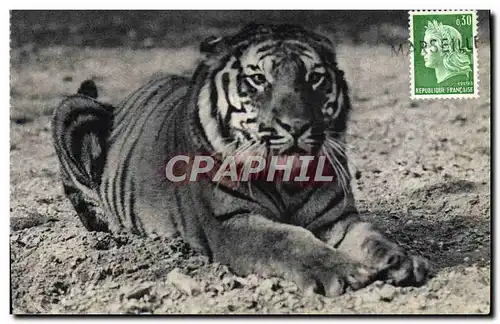 Cartes postales Un tigre du Bengale Parc zoologique du Bois de Vincennes Paris
