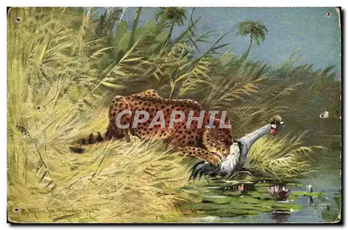 Cartes postales Panthere